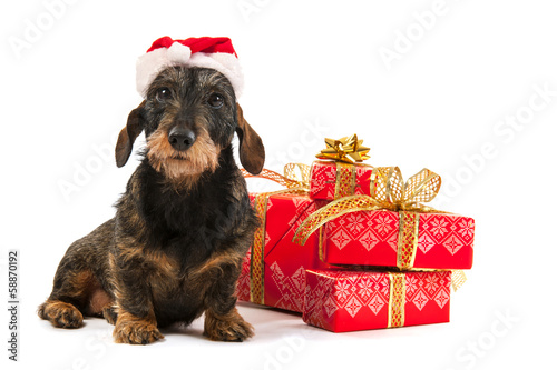 Photo: Wire haired dachshund with Christmas hat Wire haired dachshund with Christmas hat