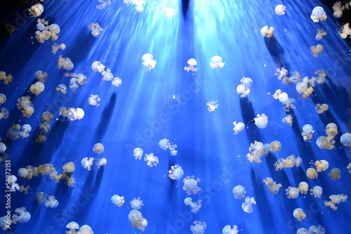 Photo: Meduse Meduse