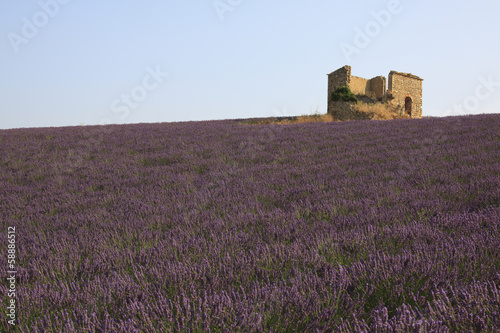 Photo: France, Lavender field and farm France, Lavender field and farm