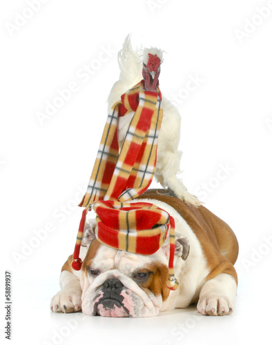 Photo: dog and a chicken dog and a chicken