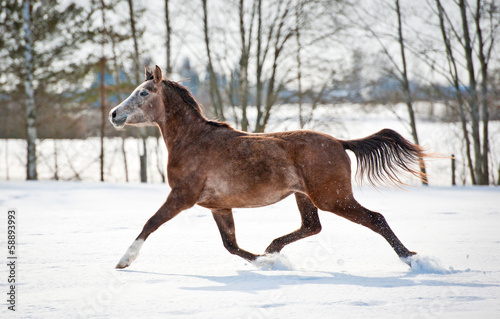 Photo: Beautiful gray arabian horse running in winter Beautiful gray arabian horse running in winter