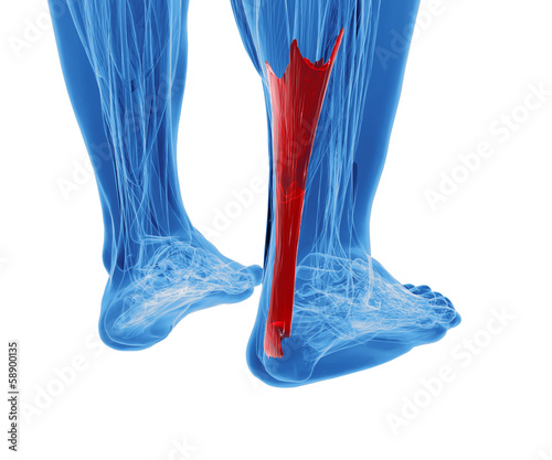 Illustration: achilles tendon with lower leg muscles achilles tendon with lower leg muscles