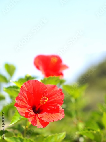 Photo: ハイビスカスの花 ハイビスカスの花
