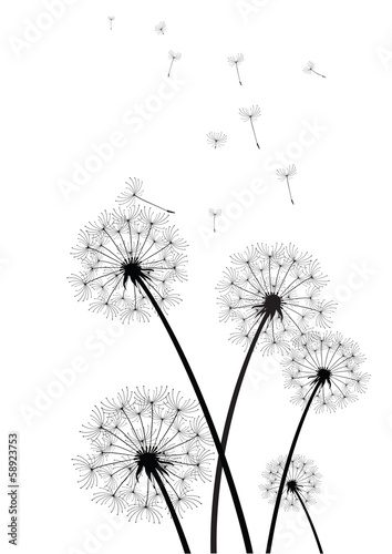  black and white dandelions vector