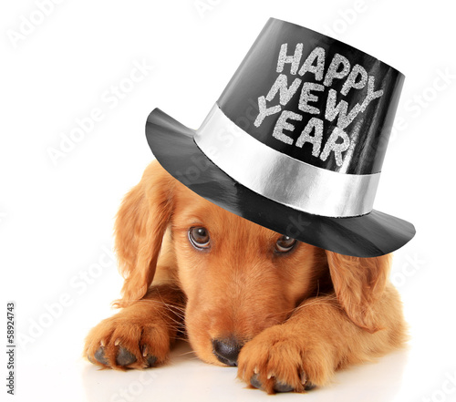 Photo: Happy New Year puppy Happy New Year puppy