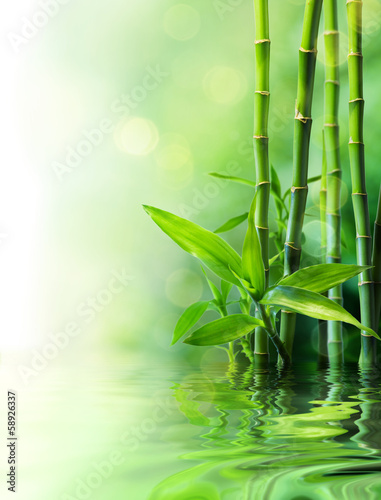 Fototapeta bamboo stalks on water - blurs