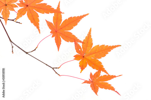 Photo: 紅葉 紅葉