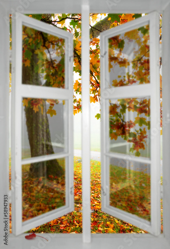 Photo: Maple tree viewed through window Maple tree viewed through window