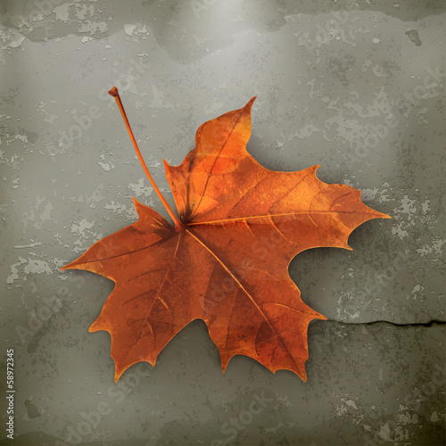 Vector: Maple leaf old style vector Maple leaf old style vector