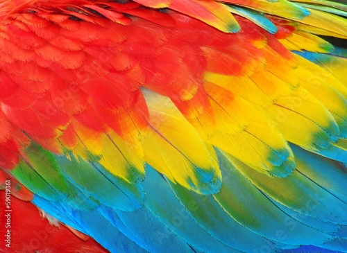  Parrot feathers, red and blue exotic texture