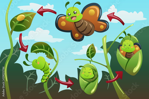 Vector: Life cycle of the butterfly Life cycle of the butterfly