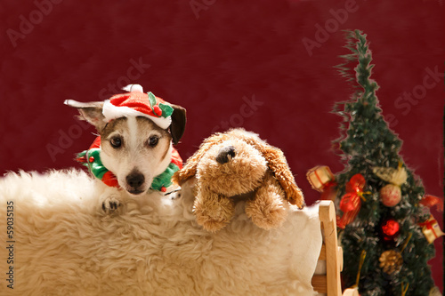 Photo: Weihnachtshund im Wind Weihnachtshund im Wind