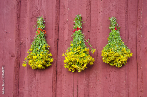Photo: three beautiful St Johns wort medical herb bunch on red wall three beautiful St Johns wort medical herb bunch on red wall