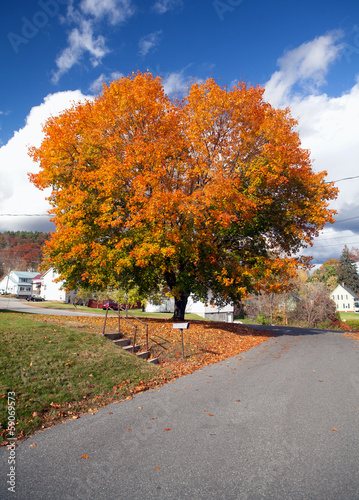 Photo: Maple Tree Autumn Colors Maple Tree Autumn Colors