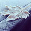 feuille hiver feuille hiver