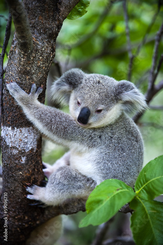 Photo: Junger Koala auf Magnetic Island in Australien Junger Koala auf Magnetic Island in Australien