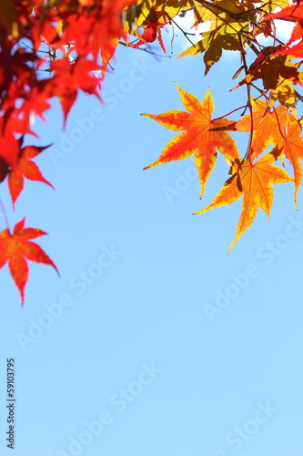 Photo: カエデの紅葉と青空 カエデの紅葉と青空