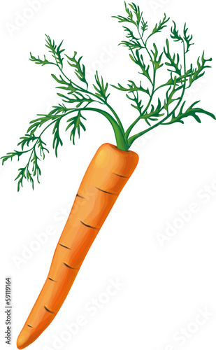 Vector: carrot with greens carrot with greens