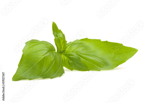 Photo: Sweet basil leaves Sweet basil leaves