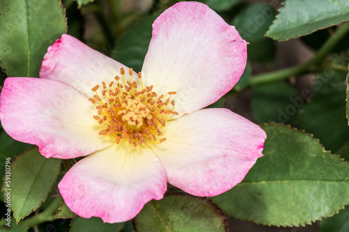 Photo: Eglantine Sweet briar flower blossom Eglantine Sweet briar flower blossom