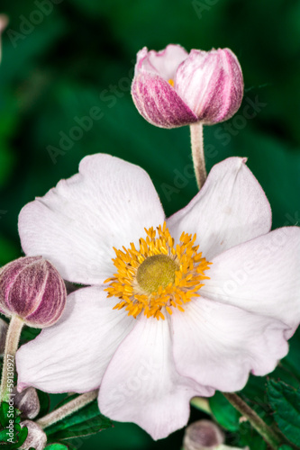 Photo: Christmas Rose flower blossom Christmas Rose flower blossom