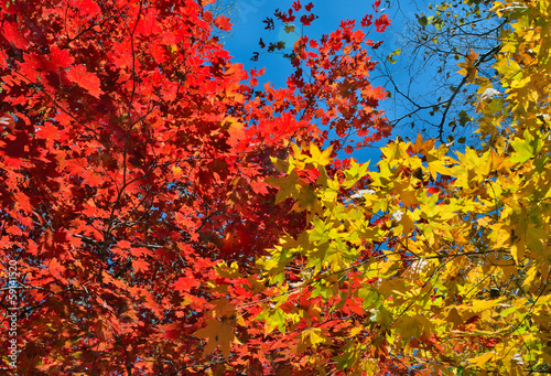 Photo: Autumn maples 16 Autumn maples 16