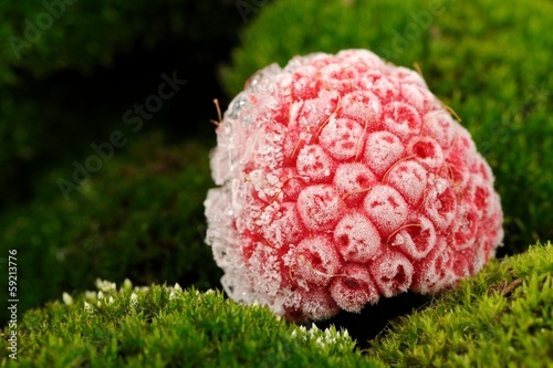 Photo: Frozen Raspberry on Green Moss Close Up Frozen Raspberry on Green Moss Close Up