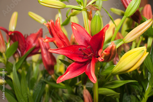 Photo: lilium lilium
