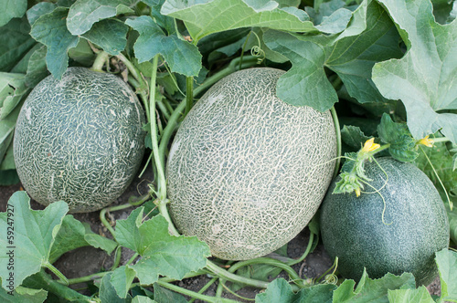 Photo: Melon Melon