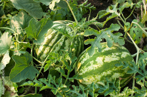 Photo: Watermelon Watermelon