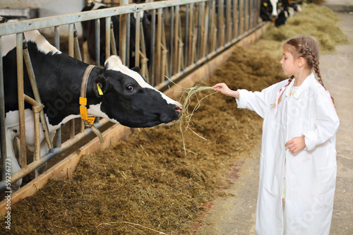 Photo: Cute little girl in white robe gives hay to cow at large farm Cute little girl in white robe gives hay to cow at large farm