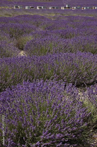 Photo: lavande,abeille,Culture, provence, Apiculture, ruches, Apt, 84 lavande,abeille,Culture, provence, Apiculture, ruches, Apt, 84