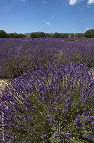 Photo: lavande,abeille,Culture, provence, Apiculture, ruches, Apt ,84 lavande,abeille,Culture, provence, Apiculture, ruches, Apt ,84