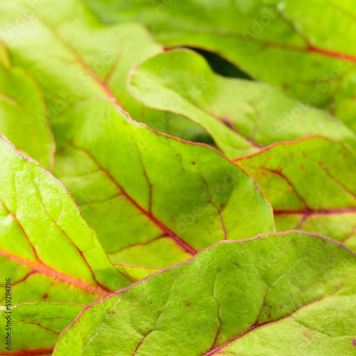 Photo: Green salad background Green salad background