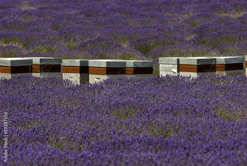 Photo: lavande,abeille,Culture, provence, Apiculture, ruches, Apt ,84 lavande,abeille,Culture, provence, Apiculture, ruches, Apt ,84