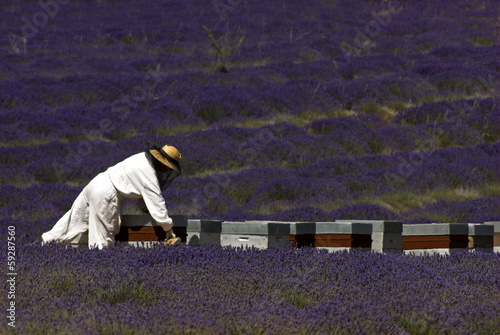 Photo: lavande,abeille,Culture, provence, Apiculture, ruches, Apt, 84 lavande,abeille,Culture, provence, Apiculture, ruches, Apt, 84