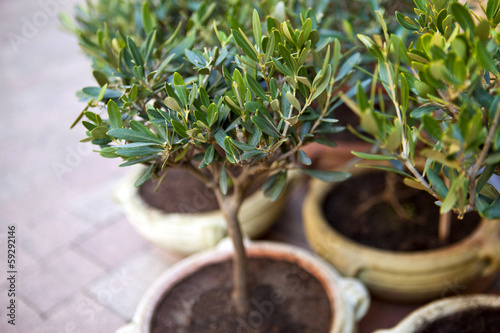 Photo: Jeunes oliviers en pot sur une terrasse en Provence Jeunes oliviers en pot sur une terrasse en Provence