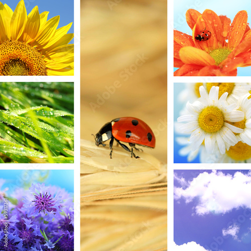 Photo: Collage of beautiful nature Collage of beautiful nature