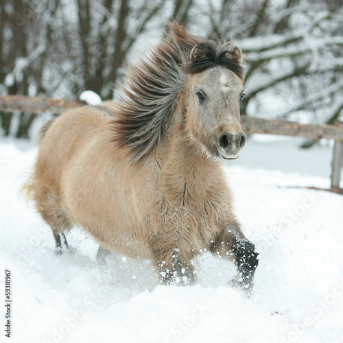 Photo: Adorable and cute bay pony running in winter Adorable and cute bay pony running in winter