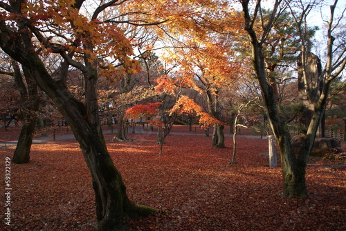 Photo: 紅葉 紅葉