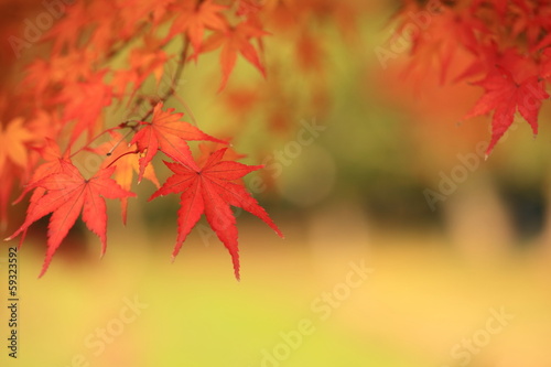Photo: 観世音寺の紅葉 観世音寺の紅葉