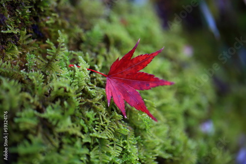 Photo: 観世音寺の紅葉と苔 観世音寺の紅葉と苔
