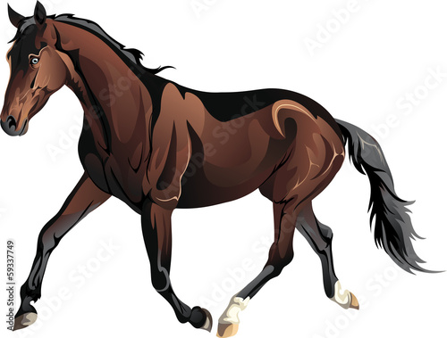 Vector: vector running horse vector running horse