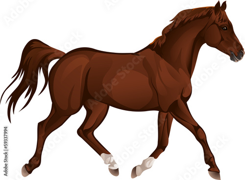 Vector: bay stallion bay stallion