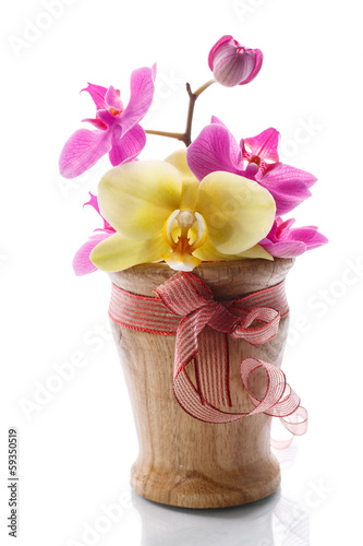 Photo: phalaenopsis purple phalaenopsis purple