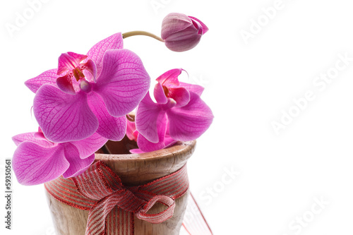 Photo: phalaenopsis purple phalaenopsis purple