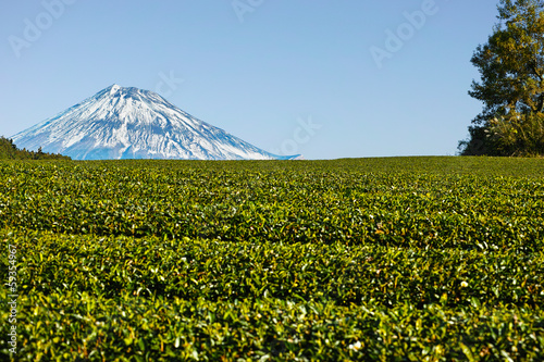Photo: 11月の茶畑と富士山 11月の茶畑と富士山