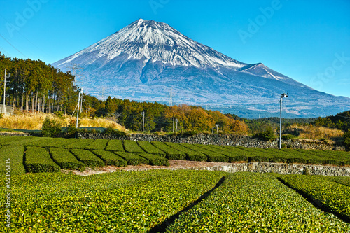 Photo: 11月の茶畑と富士山 11月の茶畑と富士山