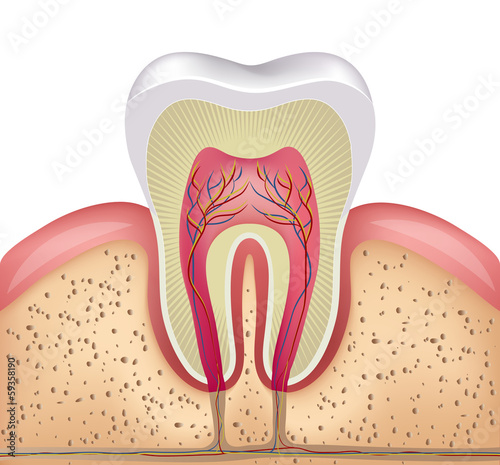Vector: Healthy white tooth, gums and bone illustration Healthy white tooth, gums and bone illustration