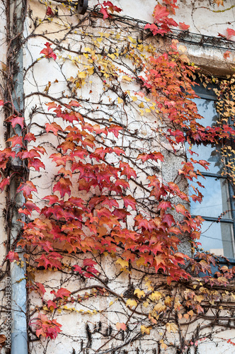 Photo: climbing plants climbing plants